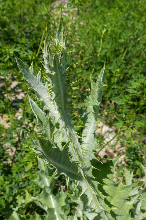 Onopordum acanthium /Onopordo tomentoso